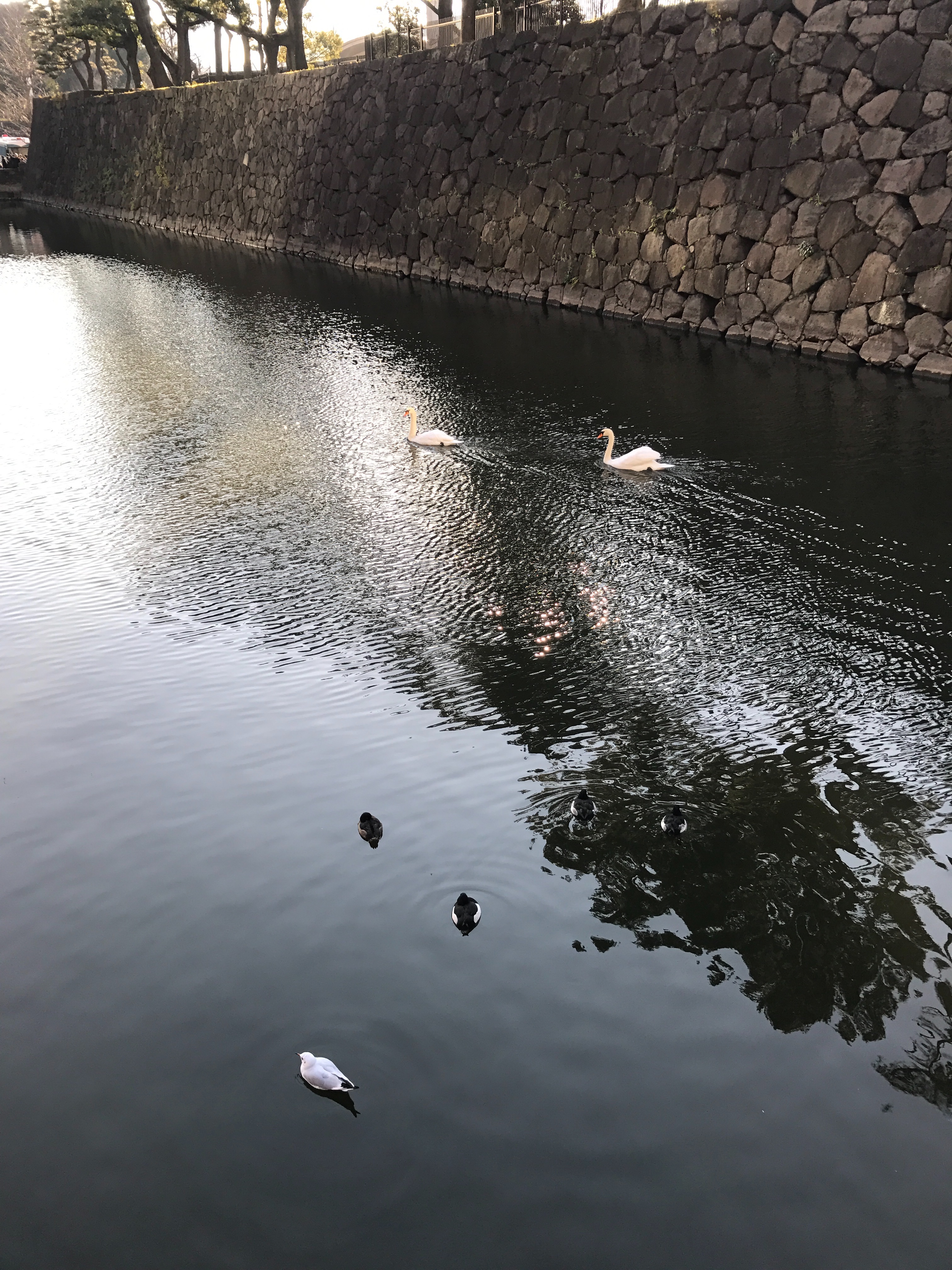 f:id:saki0118:20170105201229j:image