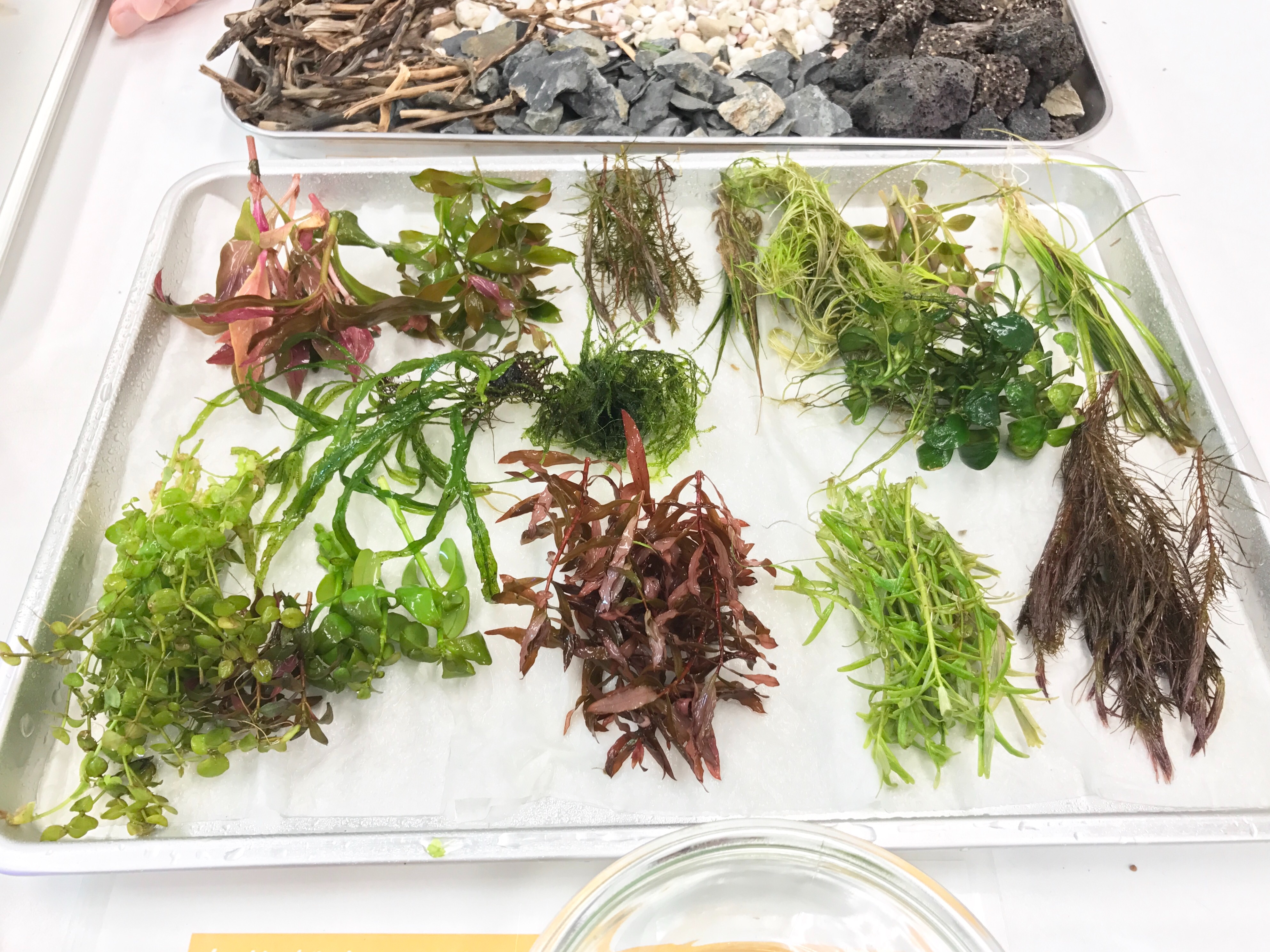 f:id:saki0118:20170129190719j:image f:id:saki0118:20170129190719j:image