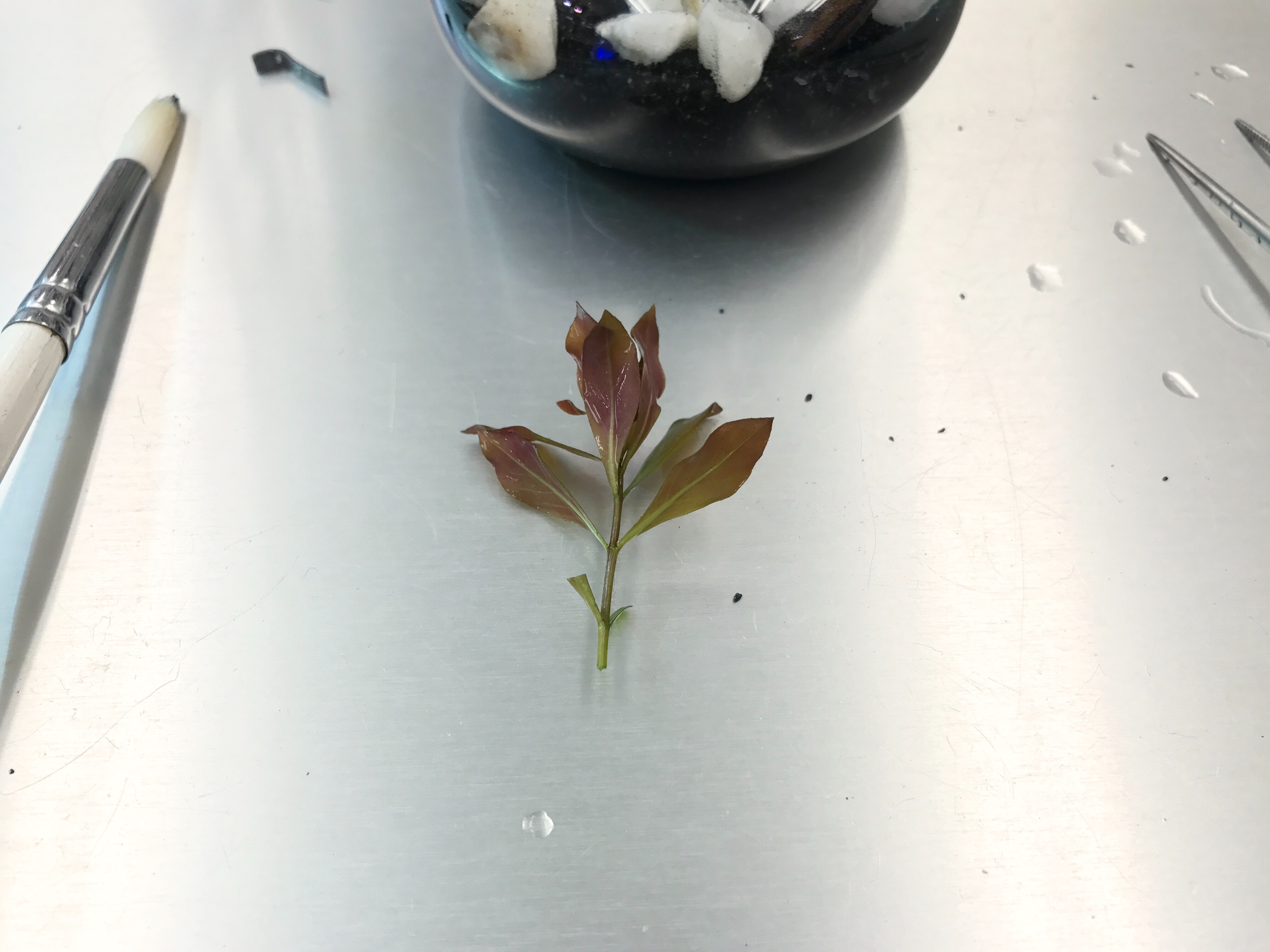 f:id:saki0118:20170129190721j:image f:id:saki0118:20170129190721j:image