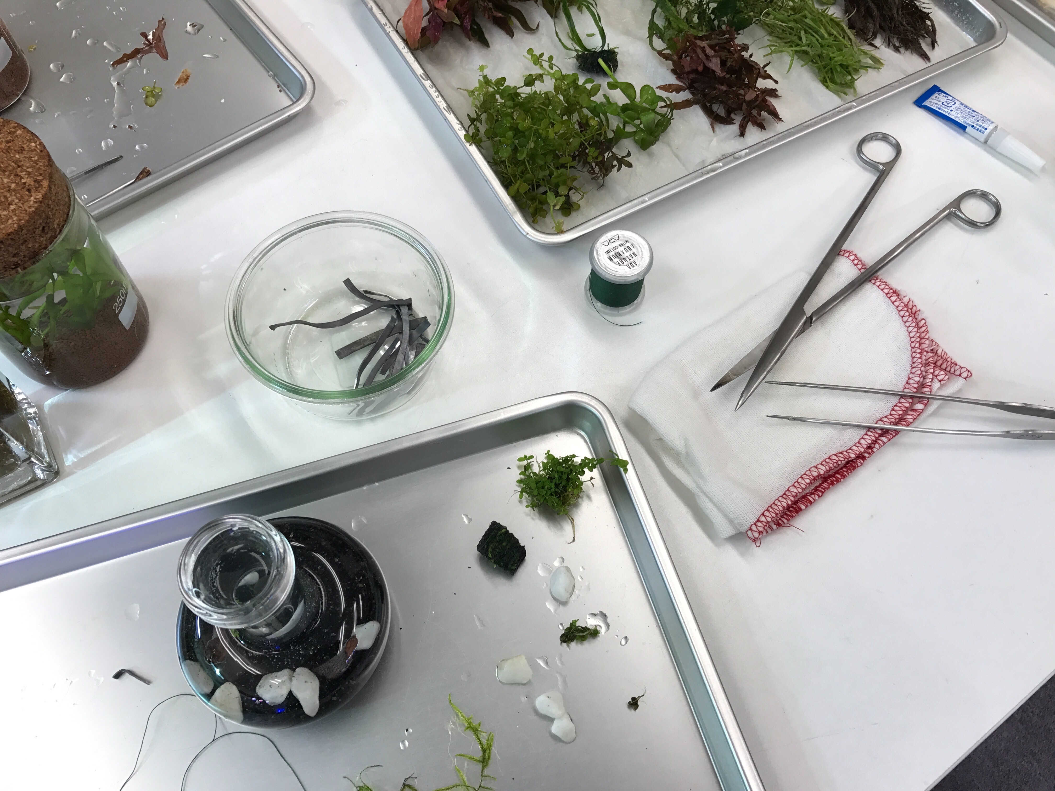 f:id:saki0118:20170129190934j:image f:id:saki0118:20170129190934j:image