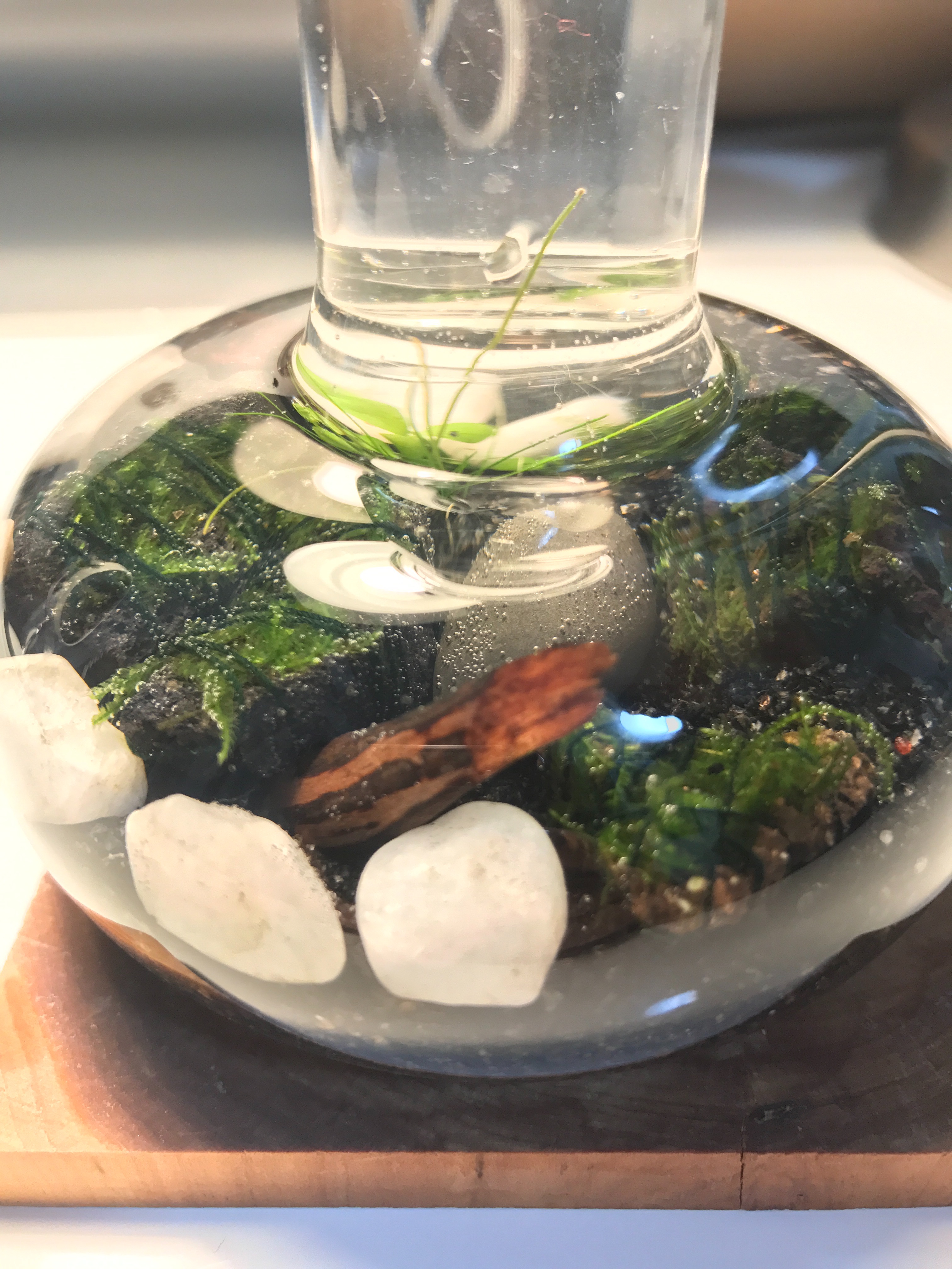 f:id:saki0118:20170129225236j:image f:id:saki0118:20170129225236j:image