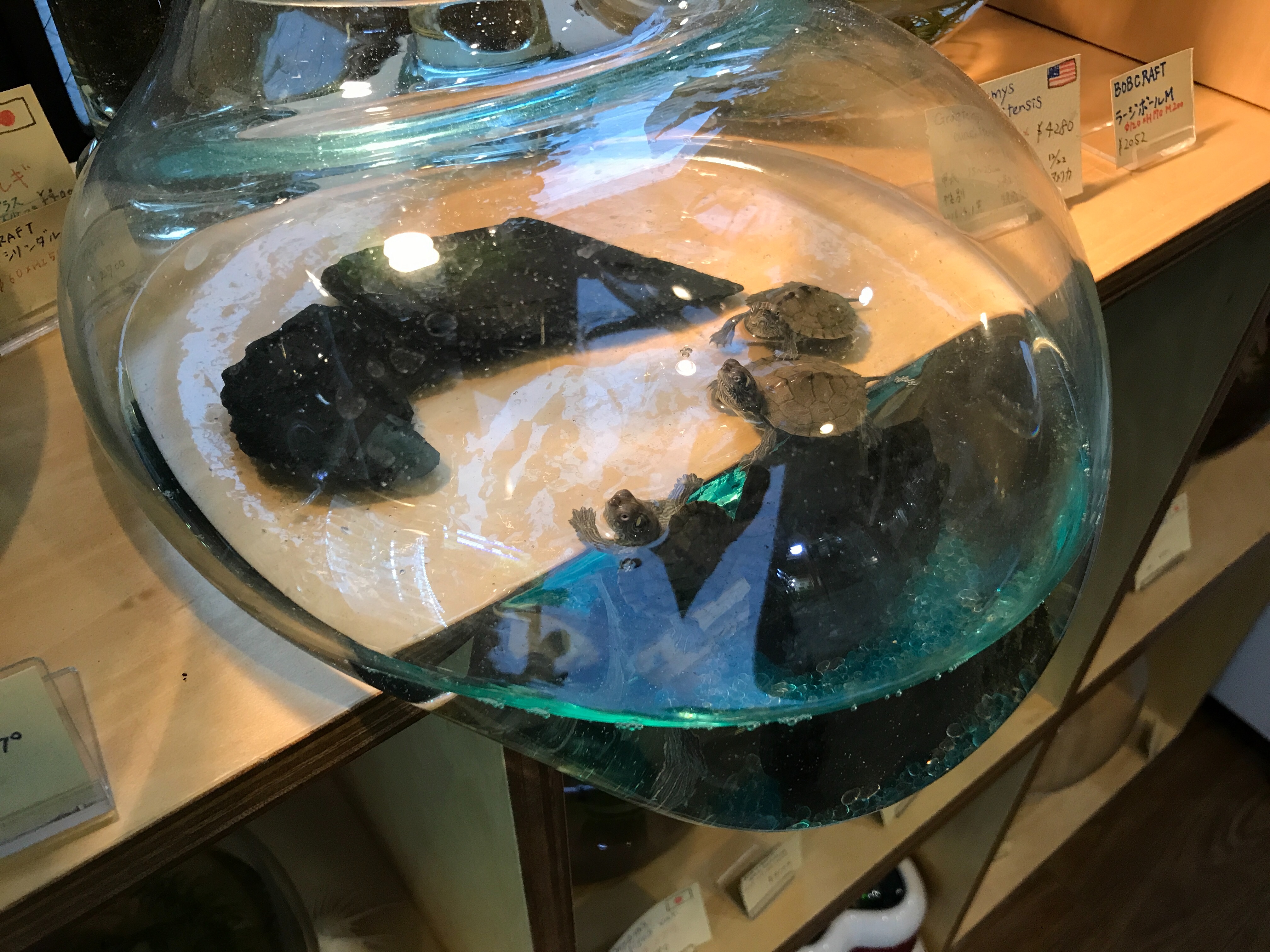 f:id:saki0118:20170129232822j:image f:id:saki0118:20170129232822j:image