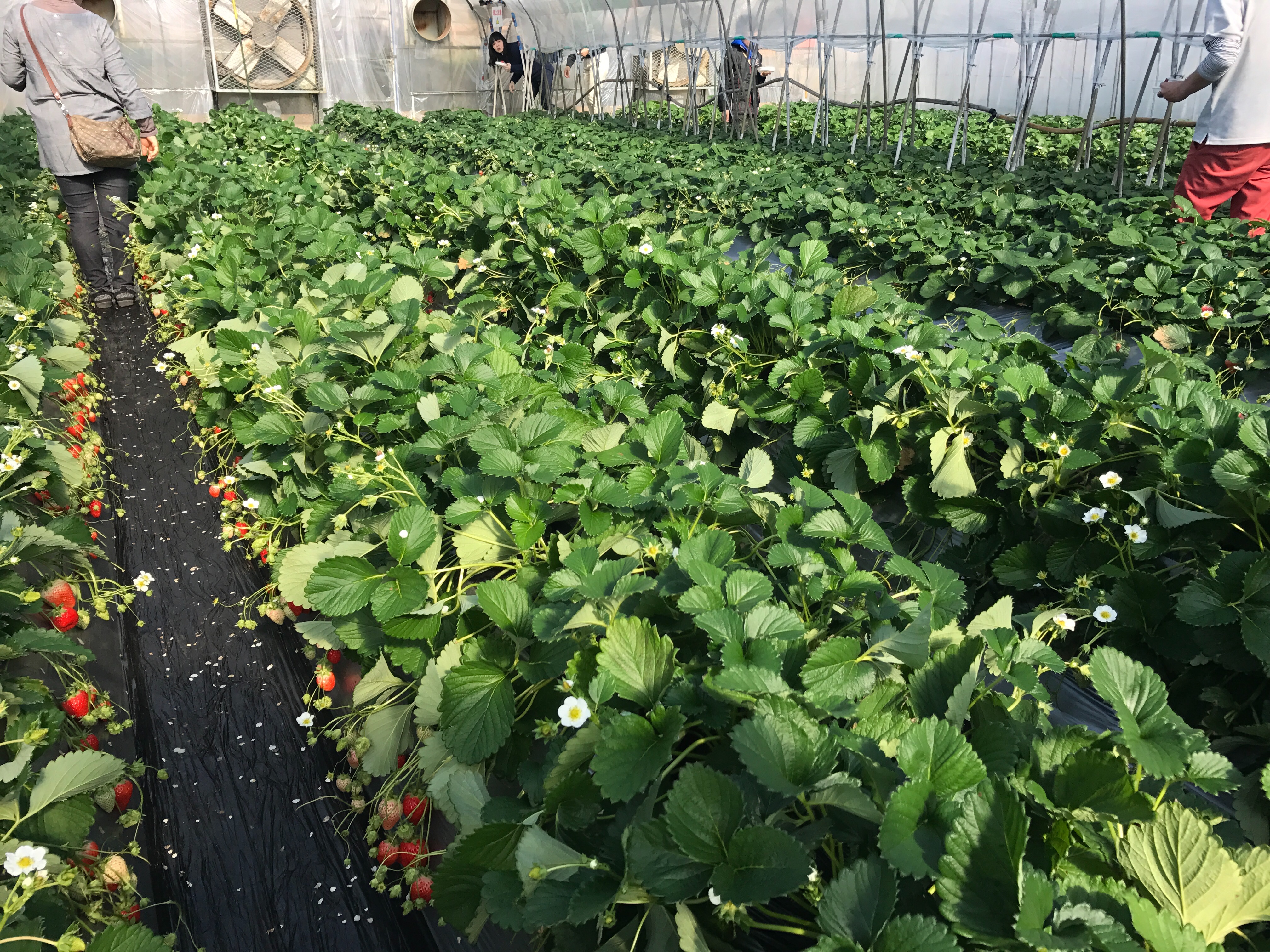 f:id:saki0118:20170211161940j:image f:id:saki0118:20170211161940j:image