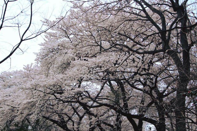 f:id:saki5252:20170416152226j:image