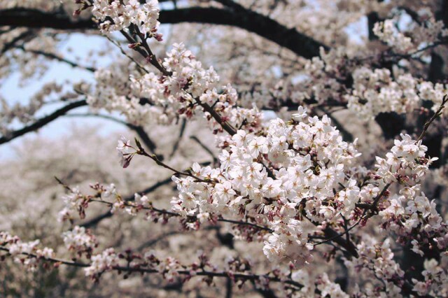 f:id:saki5252:20170416152236j:image