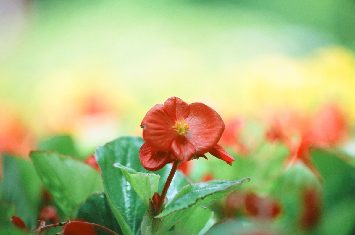 f:id:saki_aji:20190710194001j:plain