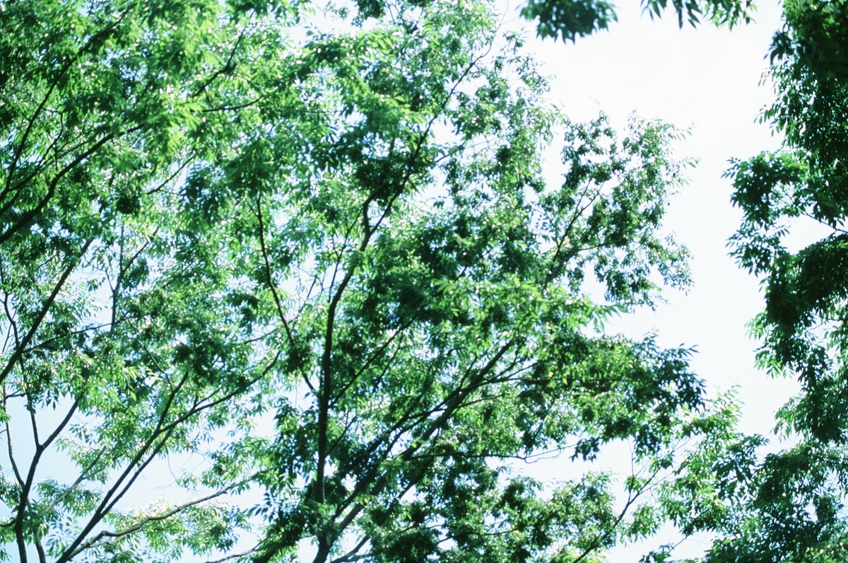 f:id:saki_aji:20190710194008j:plain