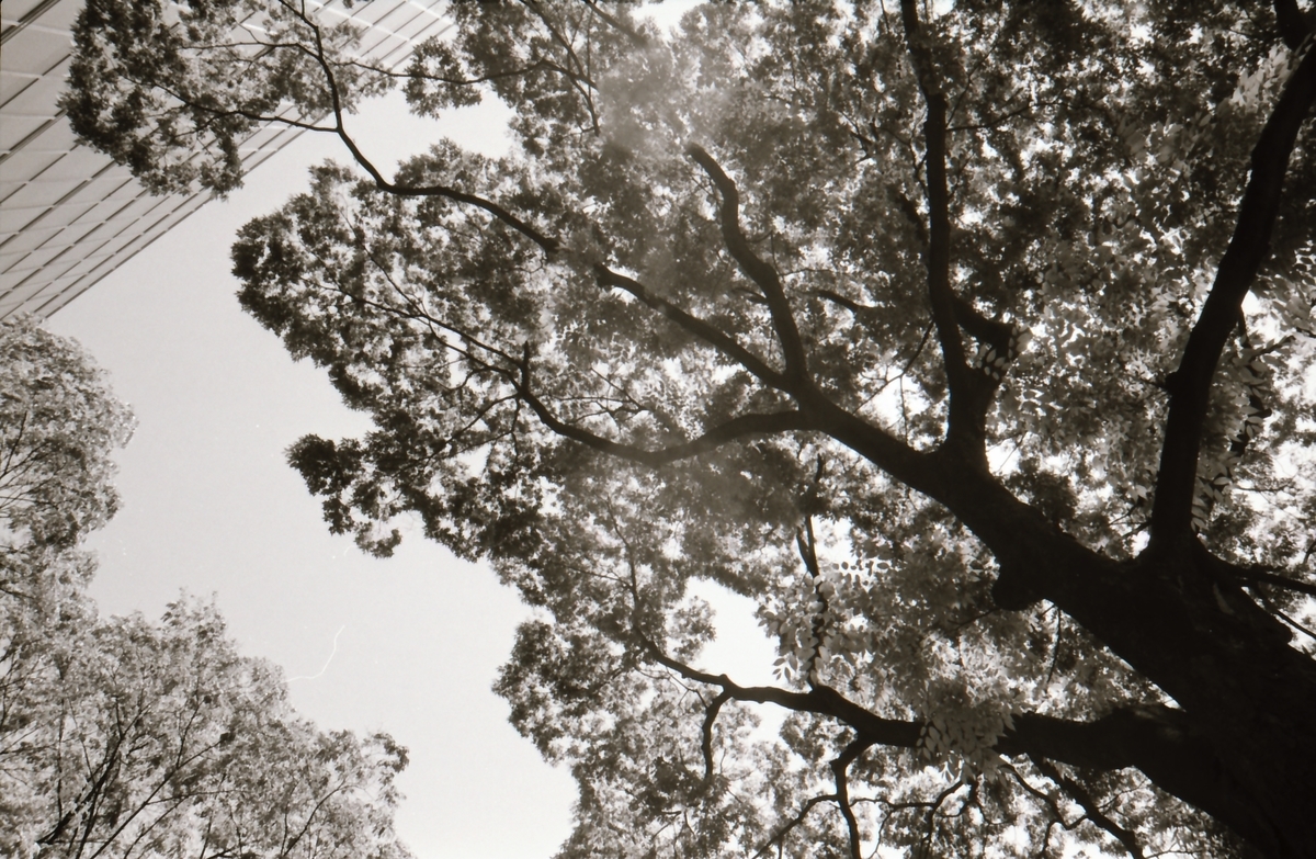 f:id:saki_aji:20190816212911j:plain