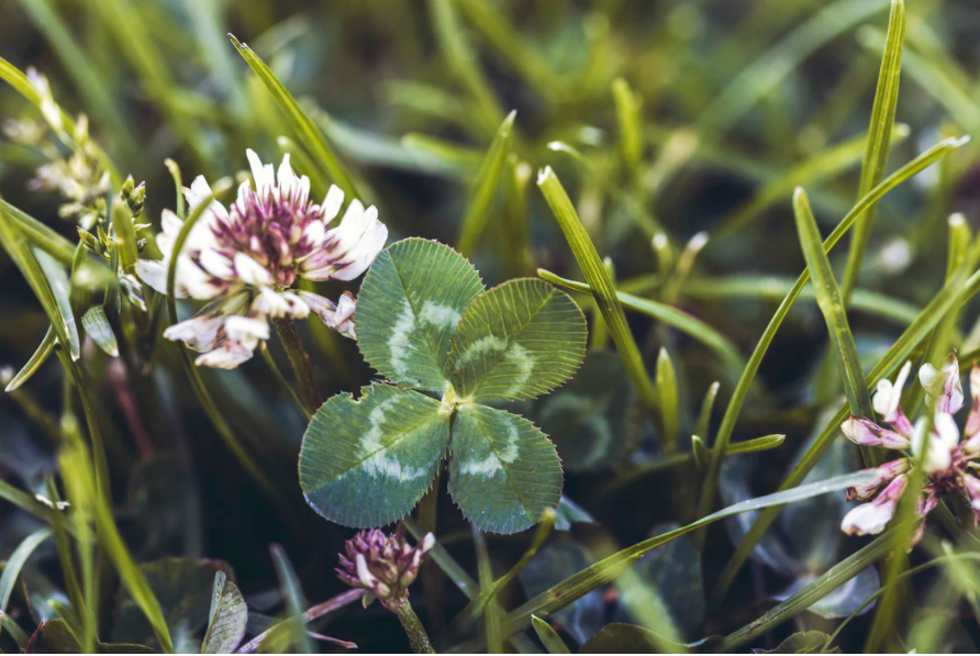 運がいい人の特徴 スピリチュアルで幸せにはなれない 沙木貴咲の恋とか愛とか 運がいい人の特徴 スピリチュアルで幸せにはなれない 沙木貴咲の恋とか愛とか