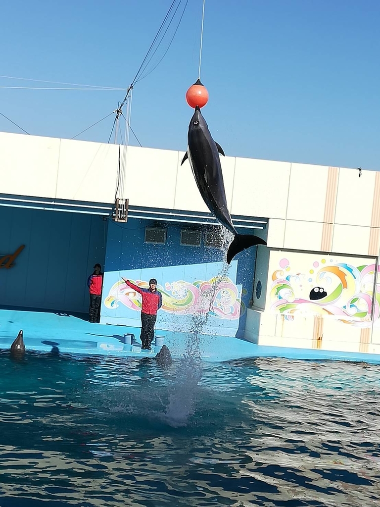 f:id:saki_poke:20190309104101j:plain f:id:saki_poke:20190309104101j:plain