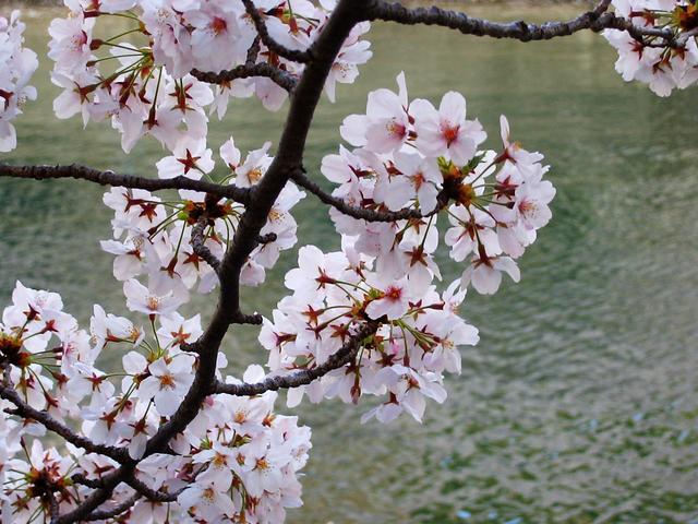 川と桜その１ (横浜・大岡川)