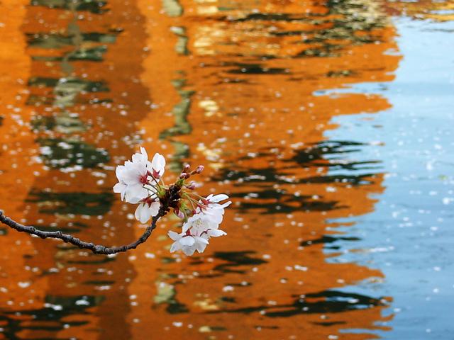 川と桜その２ (横浜・大岡川)