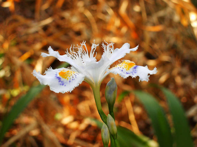 胡蝶花 (シャガ)
