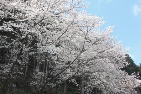 f:id:sakihidemi:20150331102931j:image