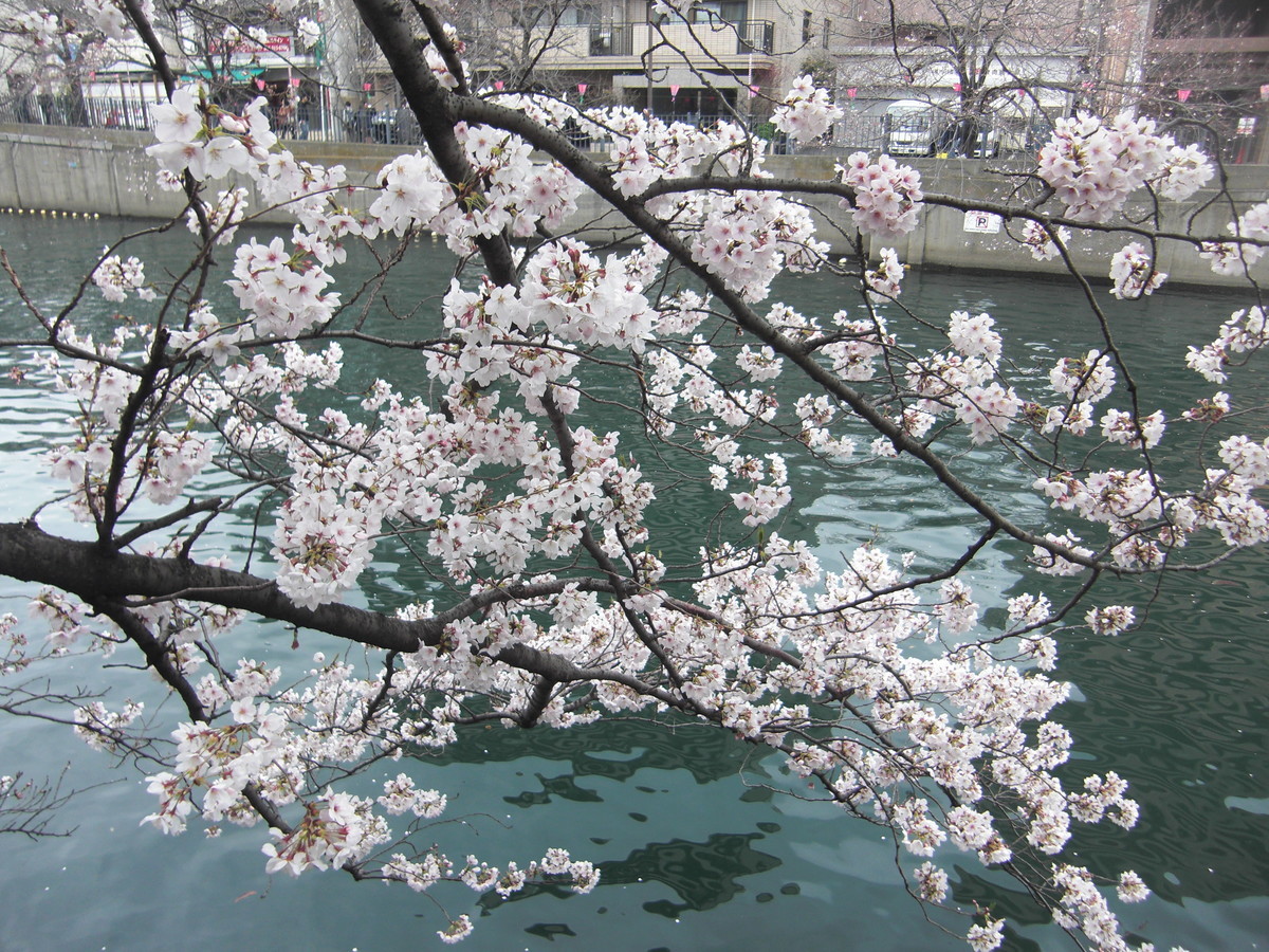 f:id:sakihidemi:20190331130220j:plain f:id:sakihidemi:20190331130220j:plain