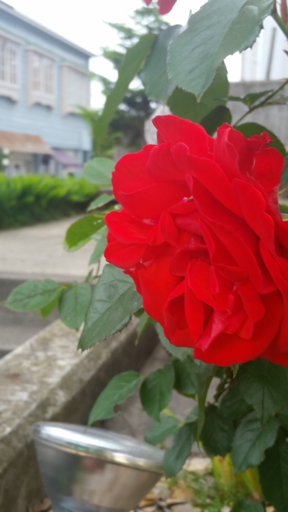 f:id:sakii7:20180630025448j:plain