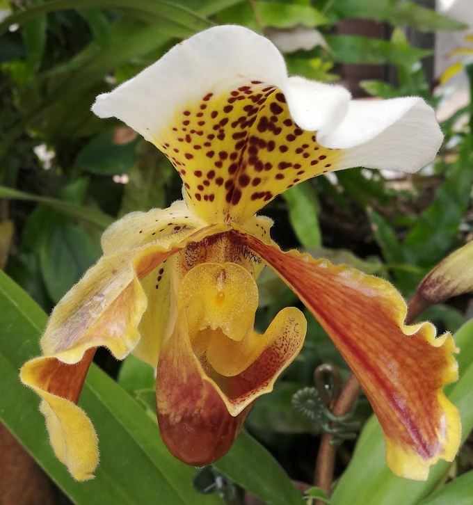 この地方では名の知れた、大型鳥籠。6-023