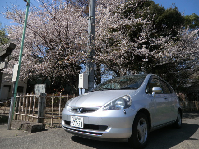 神社の桜とフィット