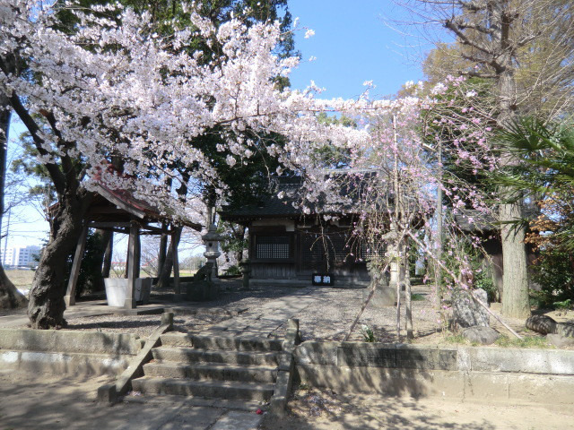 神社の桜