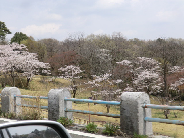 多摩湖の桜