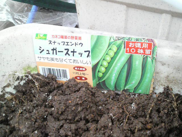 スナップエンドウ