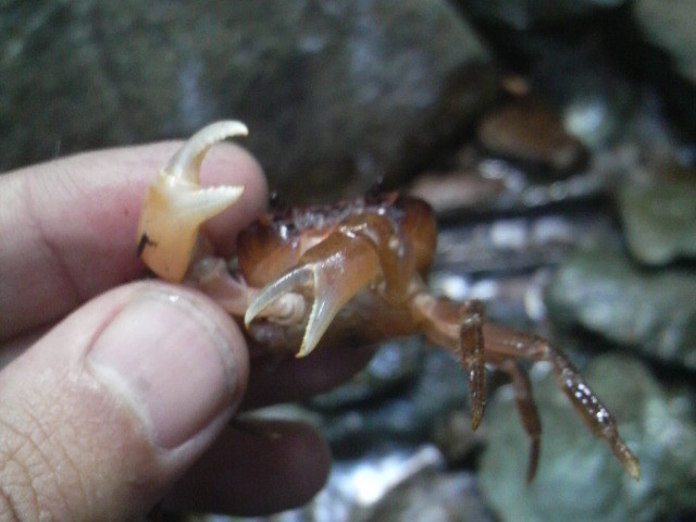 100914サワガニ