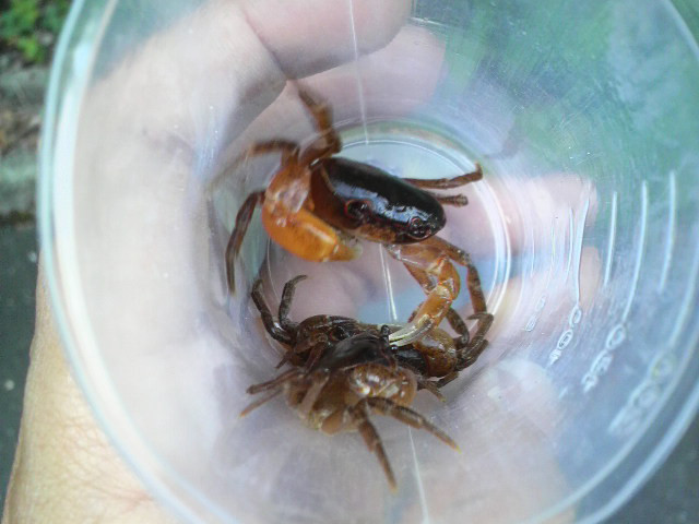 100914サワガニ