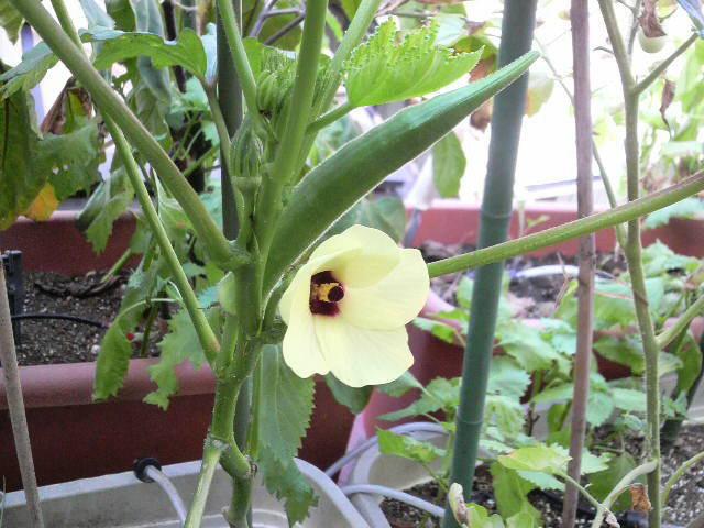 オクラの花