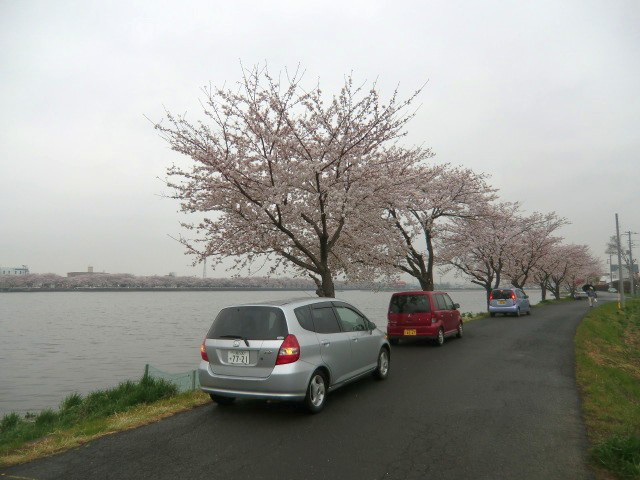 伊佐沼の桜