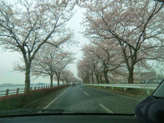 伊佐沼の桜