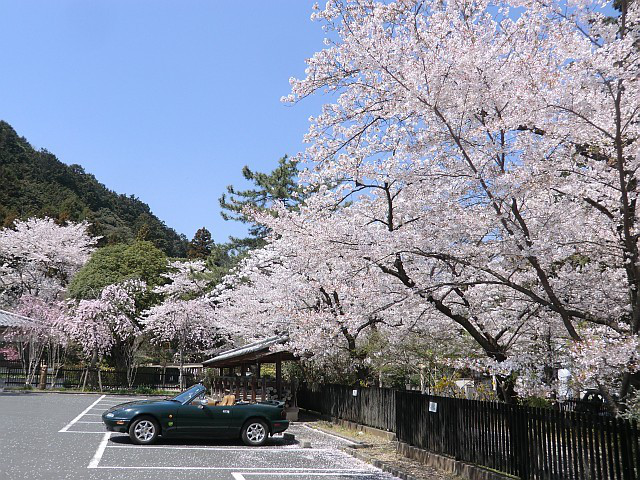 110414飯能の桜ドライブ