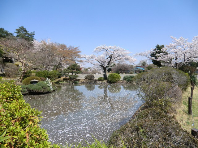 110414飯能の桜ドライブ