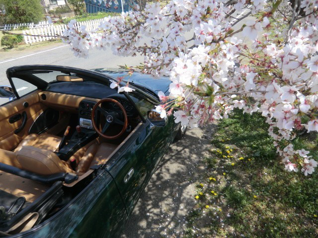 110414飯能の桜ドライブ