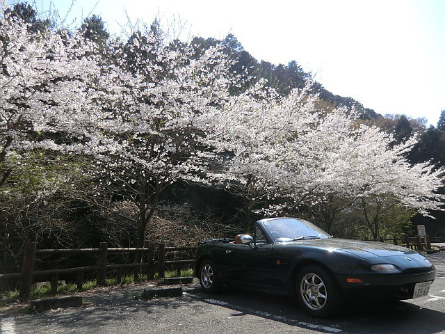 110414飯能の桜ドライブ