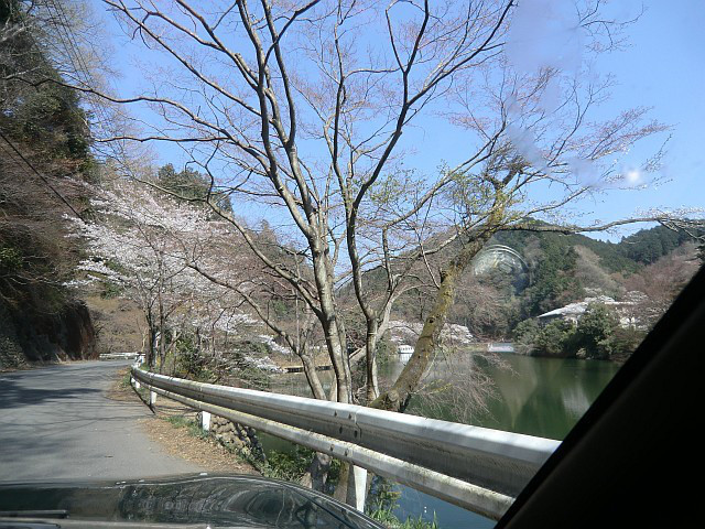 110414飯能の桜ドライブ