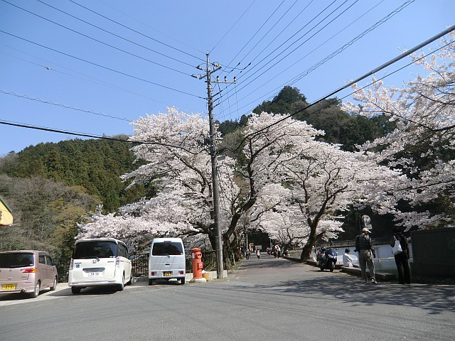 110414飯能の桜ドライブ