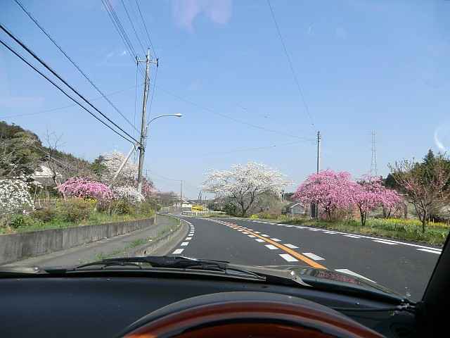 110414飯能の桜ドライブ