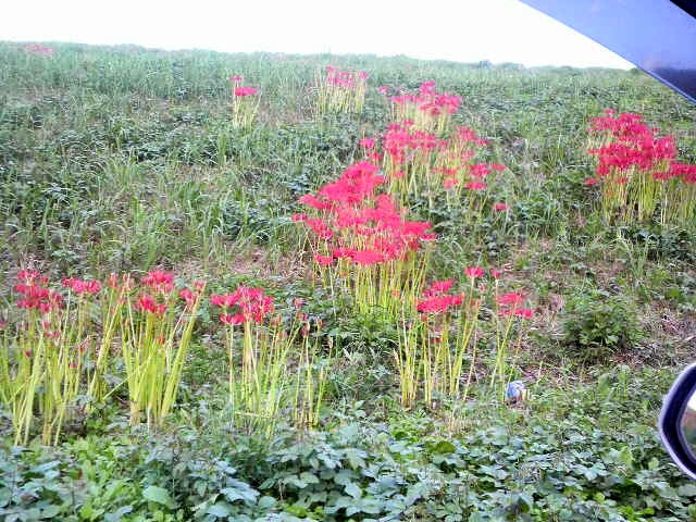 100925荒川土手の彼岸花