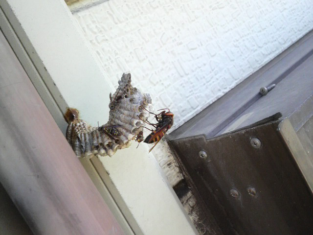 100904 スズメバチ襲来