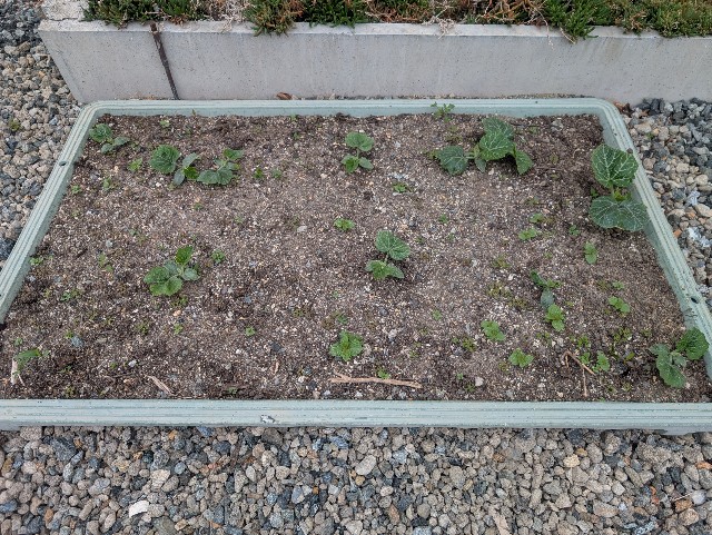 f:id:sakimama0310:20250420214148j:image