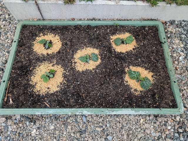 f:id:sakimama0310:20250420214246j:image