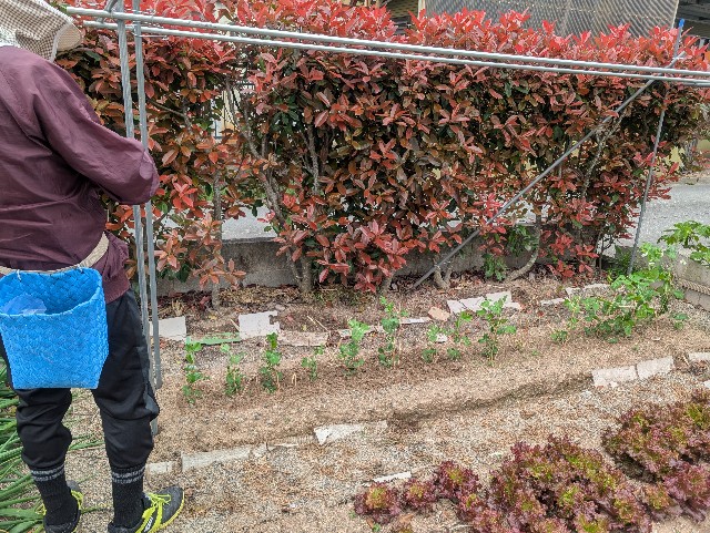 f:id:sakimama0310:20250420214545j:image