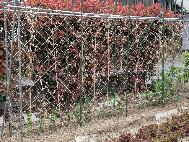 f:id:sakimama0310:20250420214734j:image