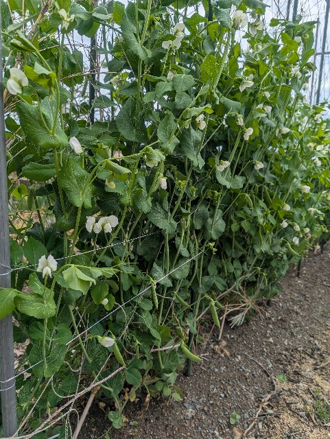 f:id:sakimama0310:20250420214847j:image