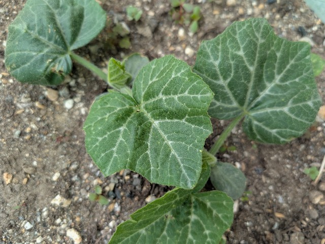 f:id:sakimama0310:20250420214949j:image