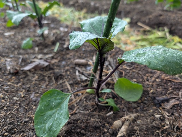 f:id:sakimama0310:20250423224028j:image