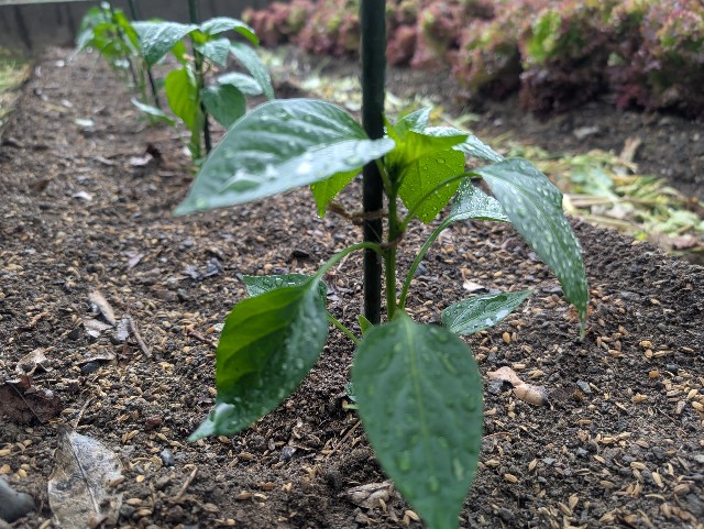 f:id:sakimama0310:20250423224045j:image