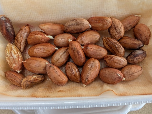 f:id:sakimama0310:20250427230215j:image