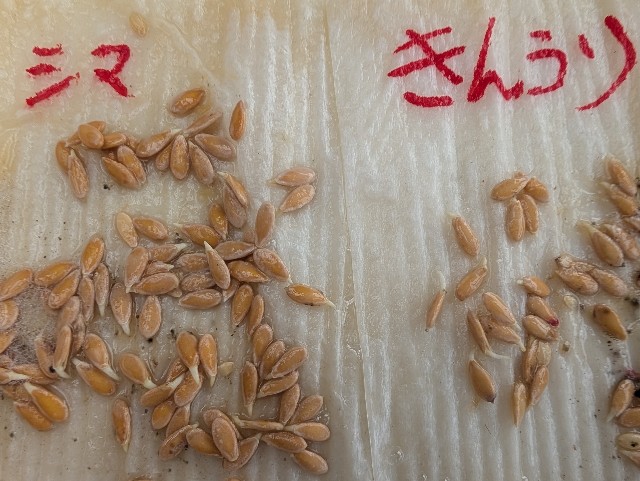 f:id:sakimama0310:20250427230312j:image