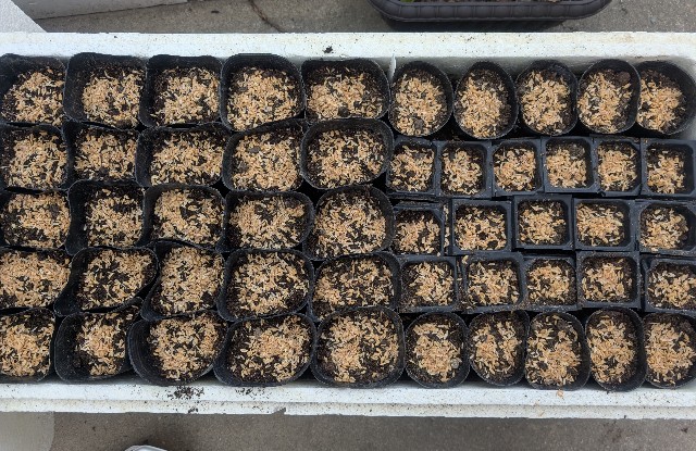 f:id:sakimama0310:20250427230441j:image